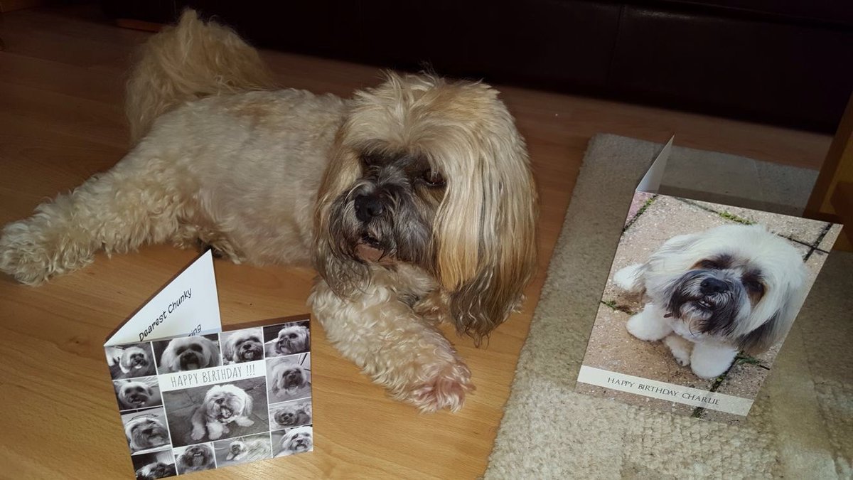 MisterBodangles's tweet photo. Happy birthday to me, happy birthday to me, happy birthday chunky Charlie, happy birthday to me xx #HappyBirthday #dogsoftwitter https://t.co/h9kJKB9TUz
