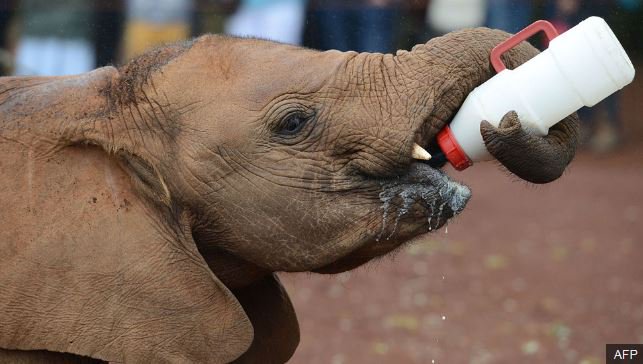 BBCAfrica's tweet photo. Kenyan conservationist Daphne Sheldrick, renowned for saving orphaned elephants, has died aged 83 https://t.co/VbJpg83Z4B https://t.co/eQtn6xFhSu
