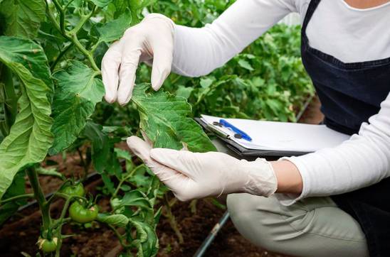 COMPOEXPERT_es's tweet photo. 👨🏻‍🔬🌱🔬 Realizar de forma correcta los #análisis de tejido vegetal es fundamental para poder elaborar una estrategia de #nutrición adecuada para nuestro cultivo ▶️ https://t.co/noFkDNgO6i https://t.co/0ptbKppIXB