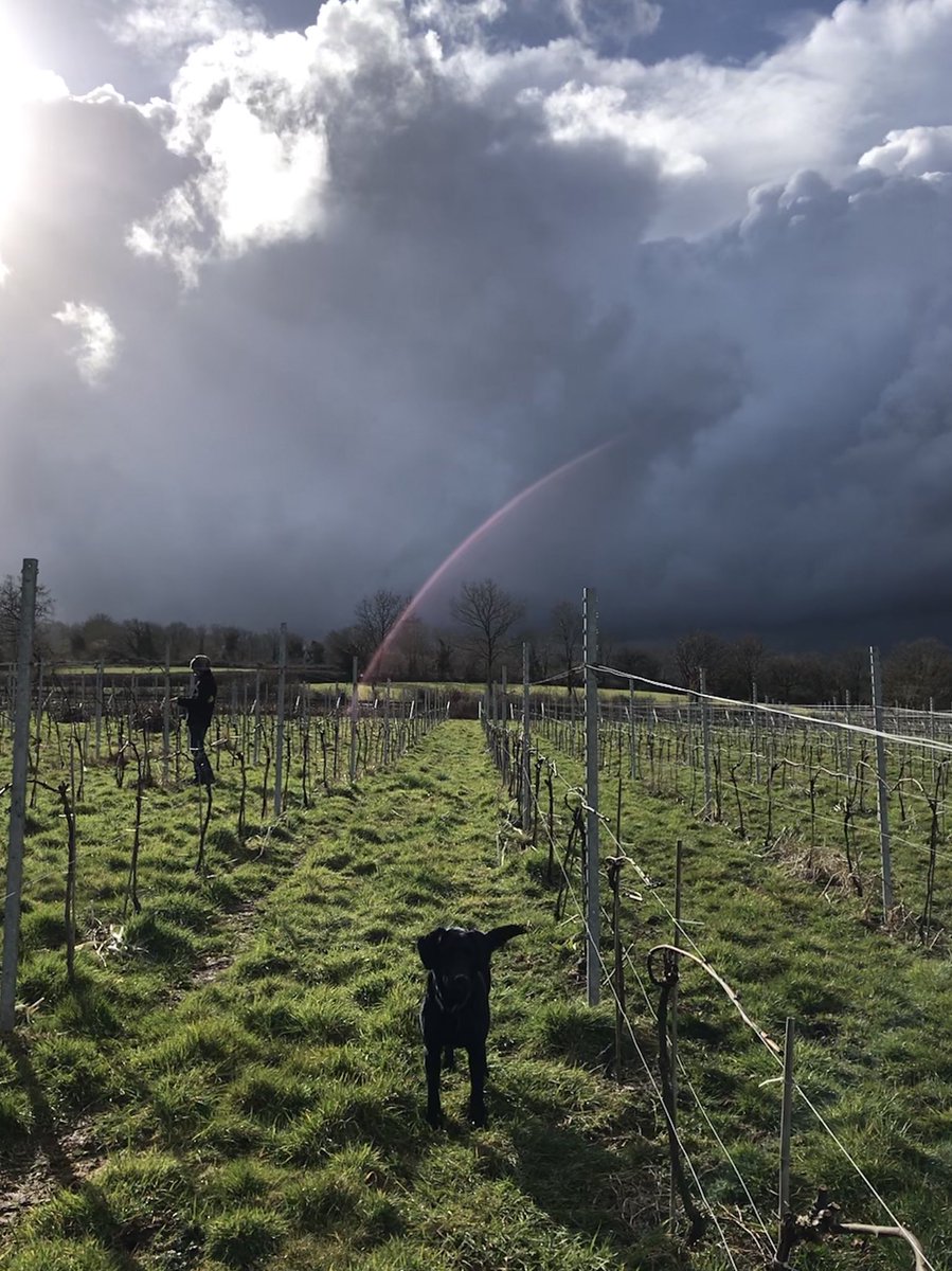 swanafordwine's tweet photo. Finished tying down today and The X-Files were there to cheer us on. #weirdlight #englishsparklingwine #vineyard #devon https://t.co/Uzd5IFAo4B