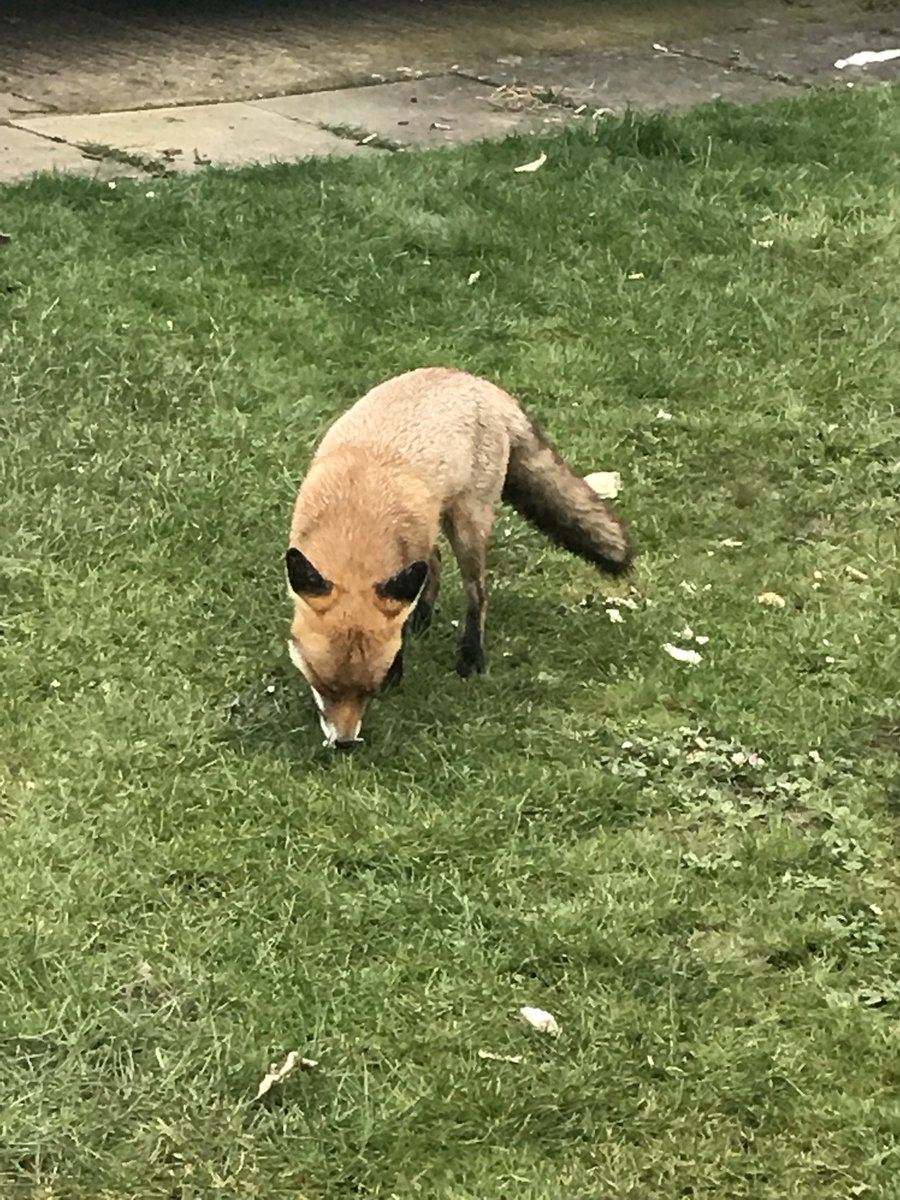 _Dawn_M's tweet photo. Well that’s something you don’t see every day! #fox #outsidethevan https://t.co/OwPQ4kkWJ2