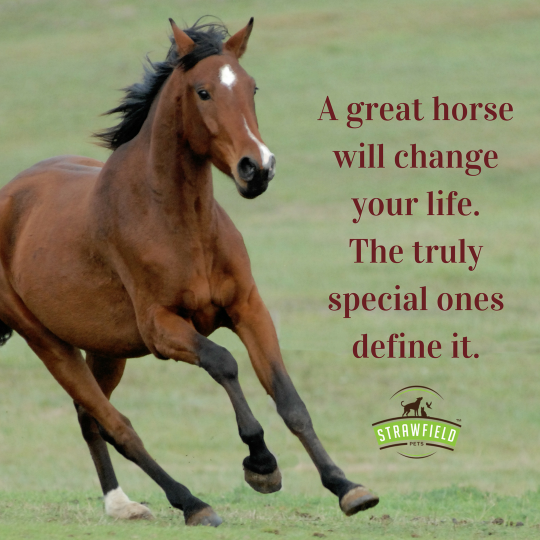 strawfieldpets's tweet photo. A great horse will change your life.
#quoteoftheday #horselover #HorseComesFirst #strawfieldpets https://t.co/js8iMhkEMe