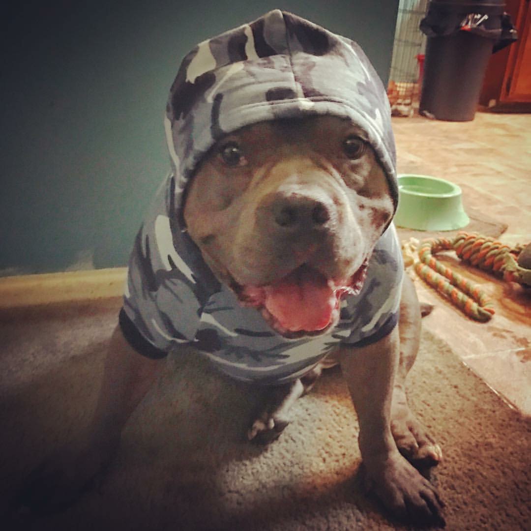 stillill143's tweet photo. https://t.co/kdZekRDQwF

Its my birthday today.  This is all I care about.  My dog was diagnosed w/ cancer. Lymphosarcoma.  Chemotherapy is expensive but he has a 80-90% chance of going into remission if he gets treated soon. Please help/share if you can <3 #fuckcancer #helpyoda https://t.co/irpLOS4GKI