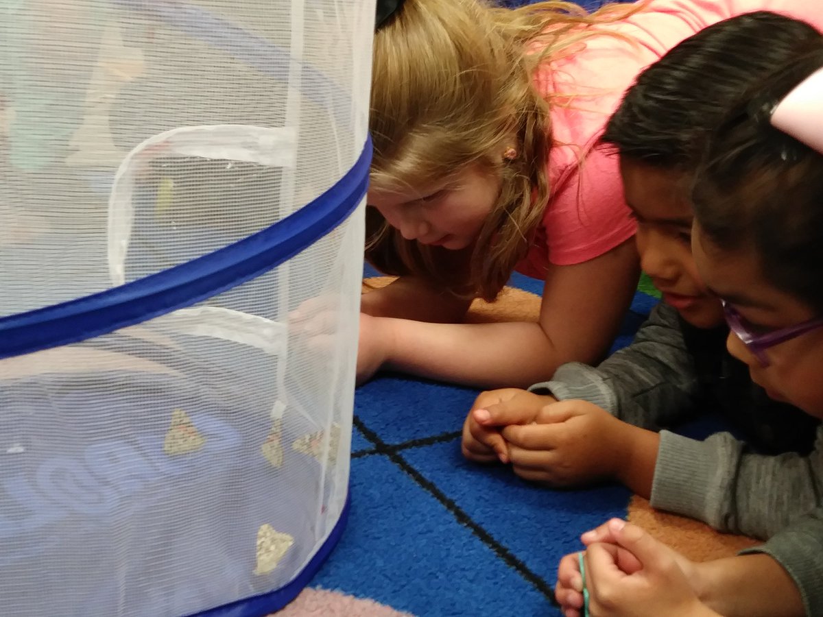 We're so excited that our butterflies have emerged! <a href="/HumbleISD_TE/">Timbers Elementary</a> #TEinspires
