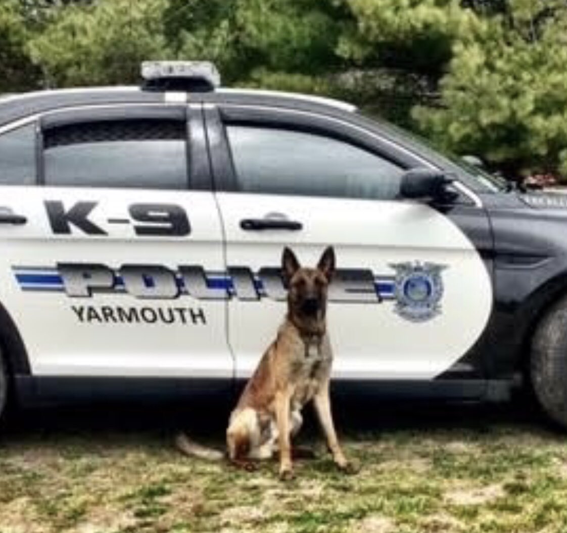 OnPatrolNation's tweet photo. K9 Nero of the Yarmouth Police Dept has survived emergency surgery. 🐾
K9 Nero was shot last night while responding to a call with his handler that passed away.  Our Thoughts and Prayers are with K9 Nero to make a full recovery.
#bluepawsmatter 🐾
#LivePDNation 🇺🇸
#LivePD 🚨 https://t.co/wEGZO9OpTq