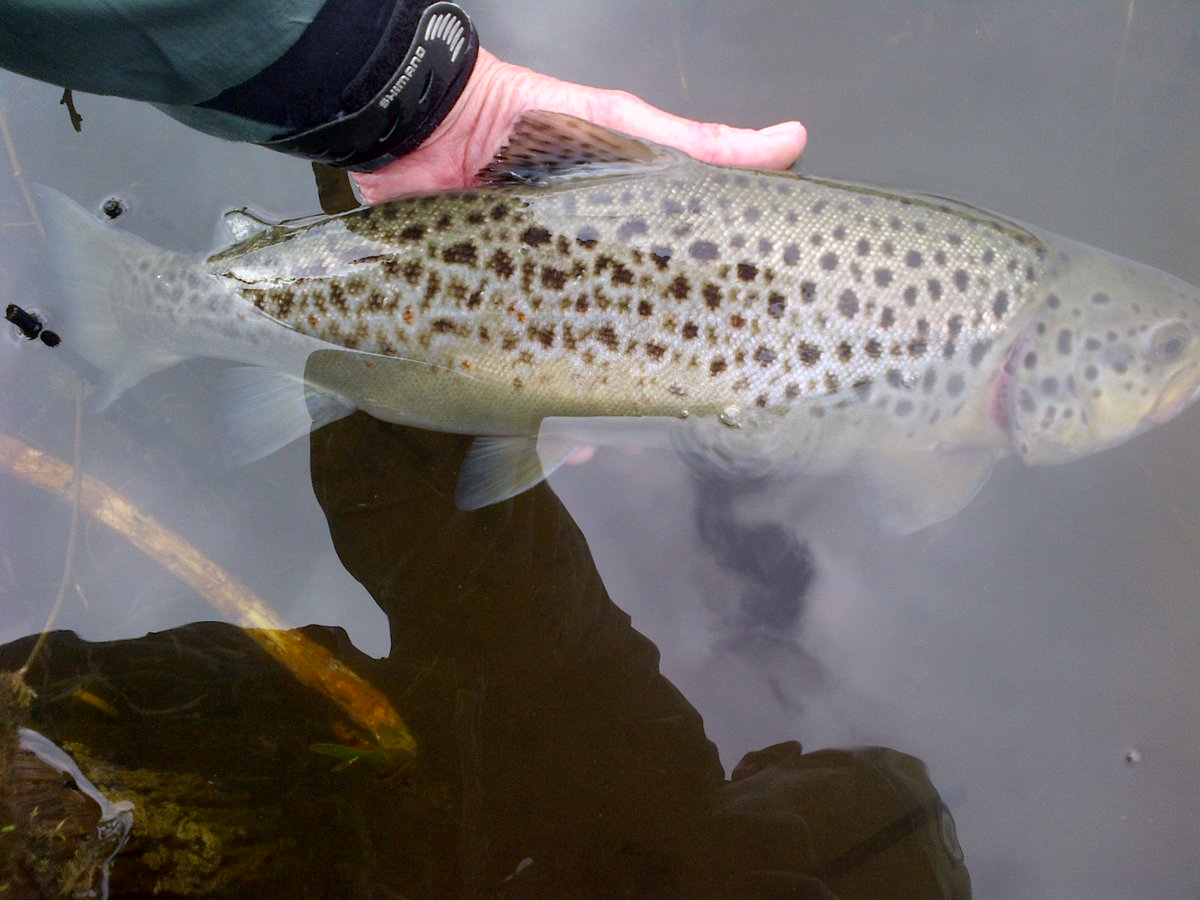 CT4Flyfishing's tweet photo. 4 Of The Best From Garnffrwd Fishery! - (South Wales)
A Brown Trout - Tiger Trout - Rainbow Trout - Blue Trout!
(All Fish Are Home Reared Trout - On-Site)
(April 12th 2018) https://t.co/jyQDPOgQmY