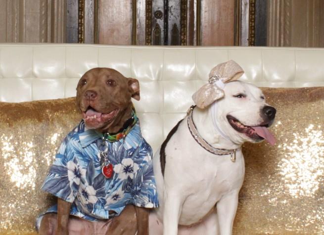HeroDogAwards's tweet photo. Vote for your 2018 @AmericanHumane @HeroDogAwards favorites daily until 4/25 &amp; choose the top 3 dogs/category! Only 7 lucky winners will be featured on @hallmarkchannel this fall: https://t.co/yiZoBu6DIy  #FlashbackFriday https://t.co/lQgQoo0SNS