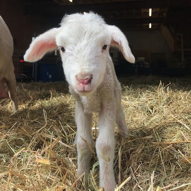 Lillooet Cheesery (LillooetFarm) Twitter