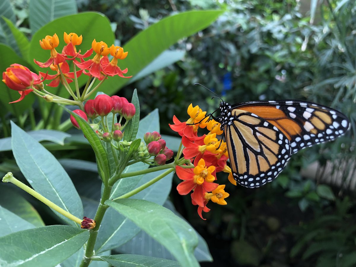 ms_baldwin24's tweet photo. Awesome trip at the Butterfly Pavilion! Perfect intro for our new unit on plant and animal interdependency. #butterflies #2ndgrade #fieldtrip @stemschoolHR https://t.co/p6oLf92kbF