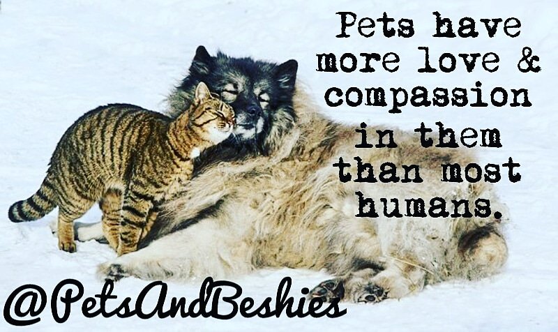 PetsAndBeshies's tweet photo. Sooooo true!
Have an awesome weekend every Juan!
#mornings #morningmotivation #PetsAreFamily #feline #felines #catlovers #DogLover #love #Compassion #weekend #SaturdayMotivation https://t.co/kJhGl7ASYp