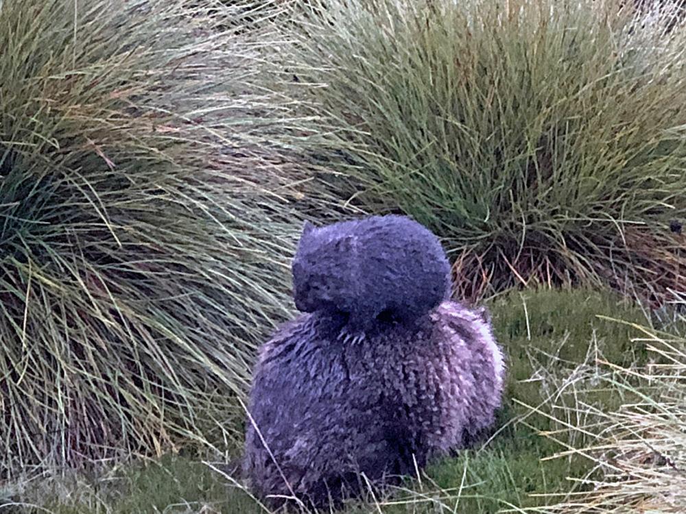 Cuteness overload: A baby wombat riding on its mother's back isn't something you see very often. Photos of the unusual behaviour captured at Tasmania's Cradle Mountain have gone viral and may also help throw the spotlight on their battle against mange ab.co/2qwFQkB