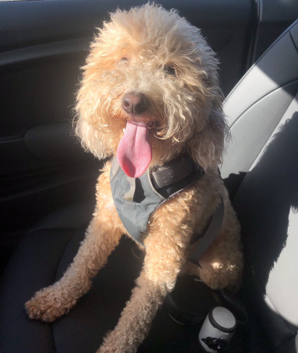 Dad got my teeth cleaned and brought me to the park!