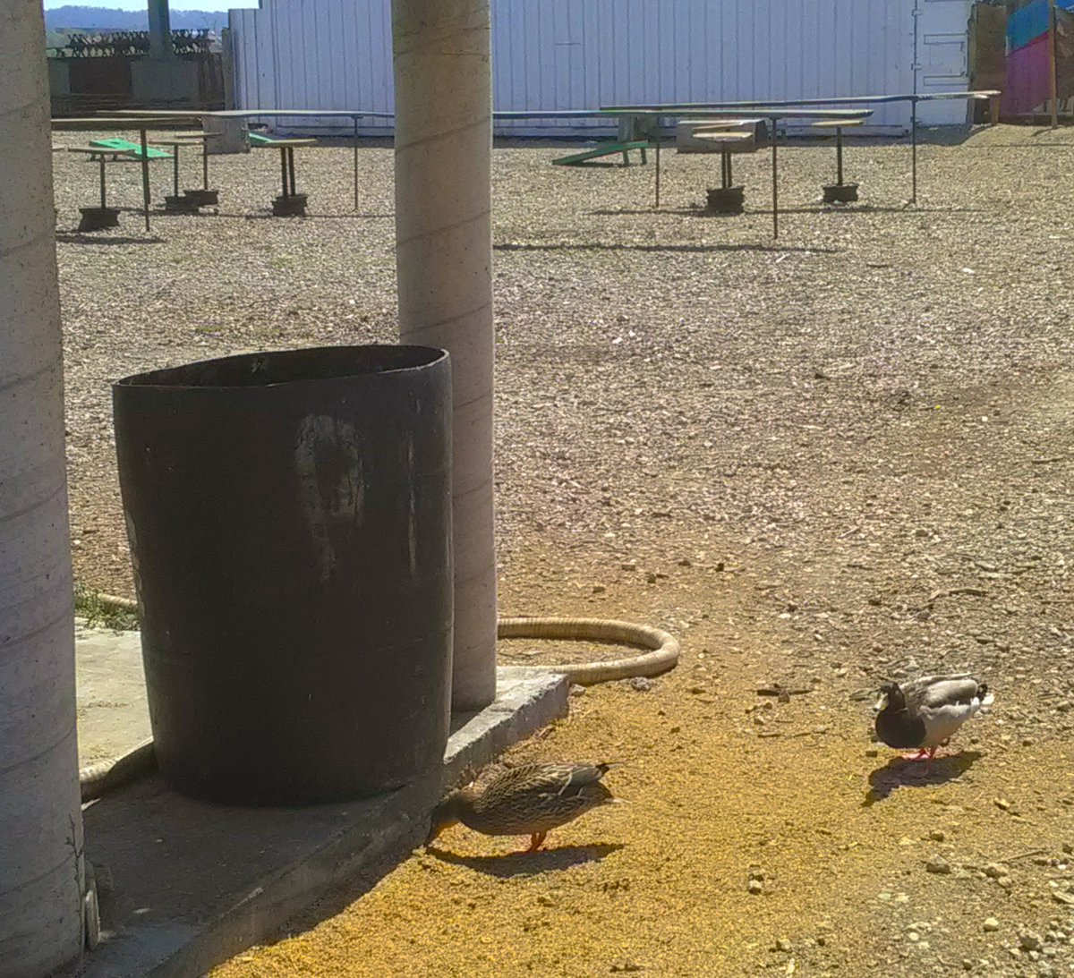 bardobeer's tweet photo. It's 81 degrees and the Duck Family is hanging by the brewery... Come on down NOW and par-tah with with our new residents.! #dcbeer #dcbrew  #Nats https://t.co/GGuyjETF4B
