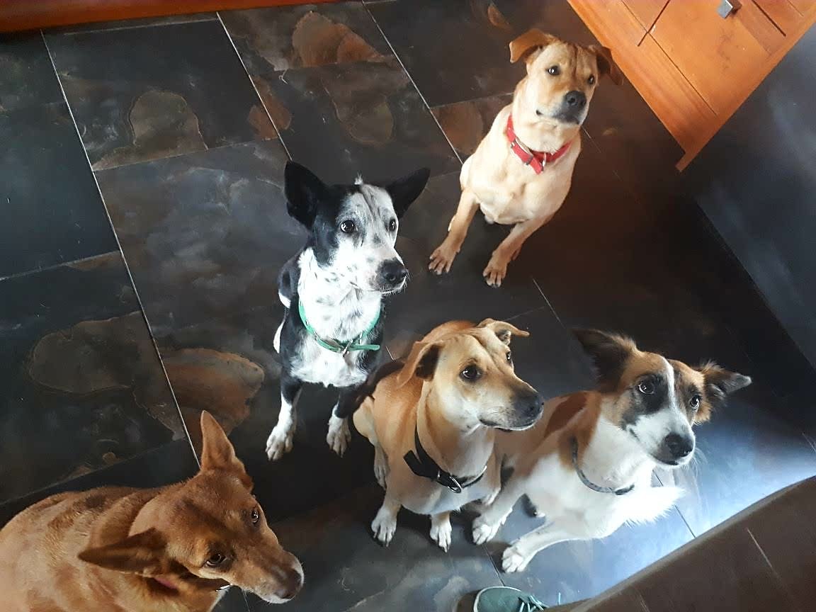 VBotar's tweet image. Mis #lambones preferidos! 😍