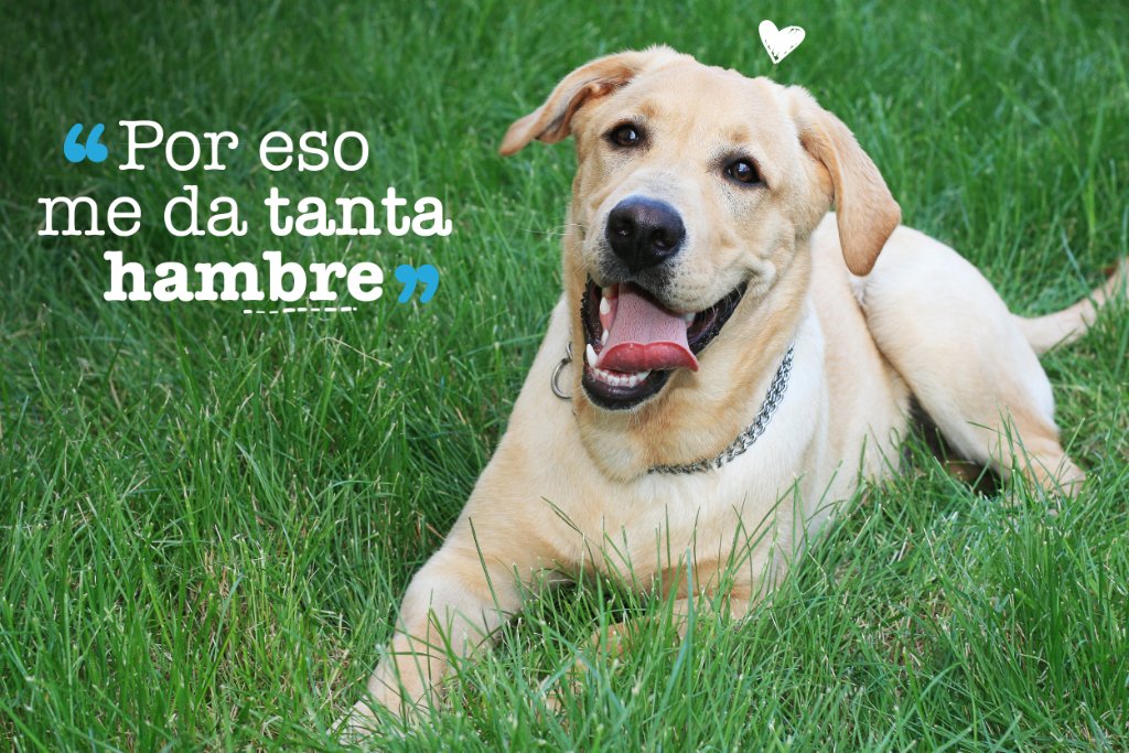 mimascotayyomx's tweet photo. #SabíasQue Debes racionar el alimento de los labradores, ya que a veces no sienten saciedad como otras razas. #FactPerruno https://t.co/RiyPshqW9k