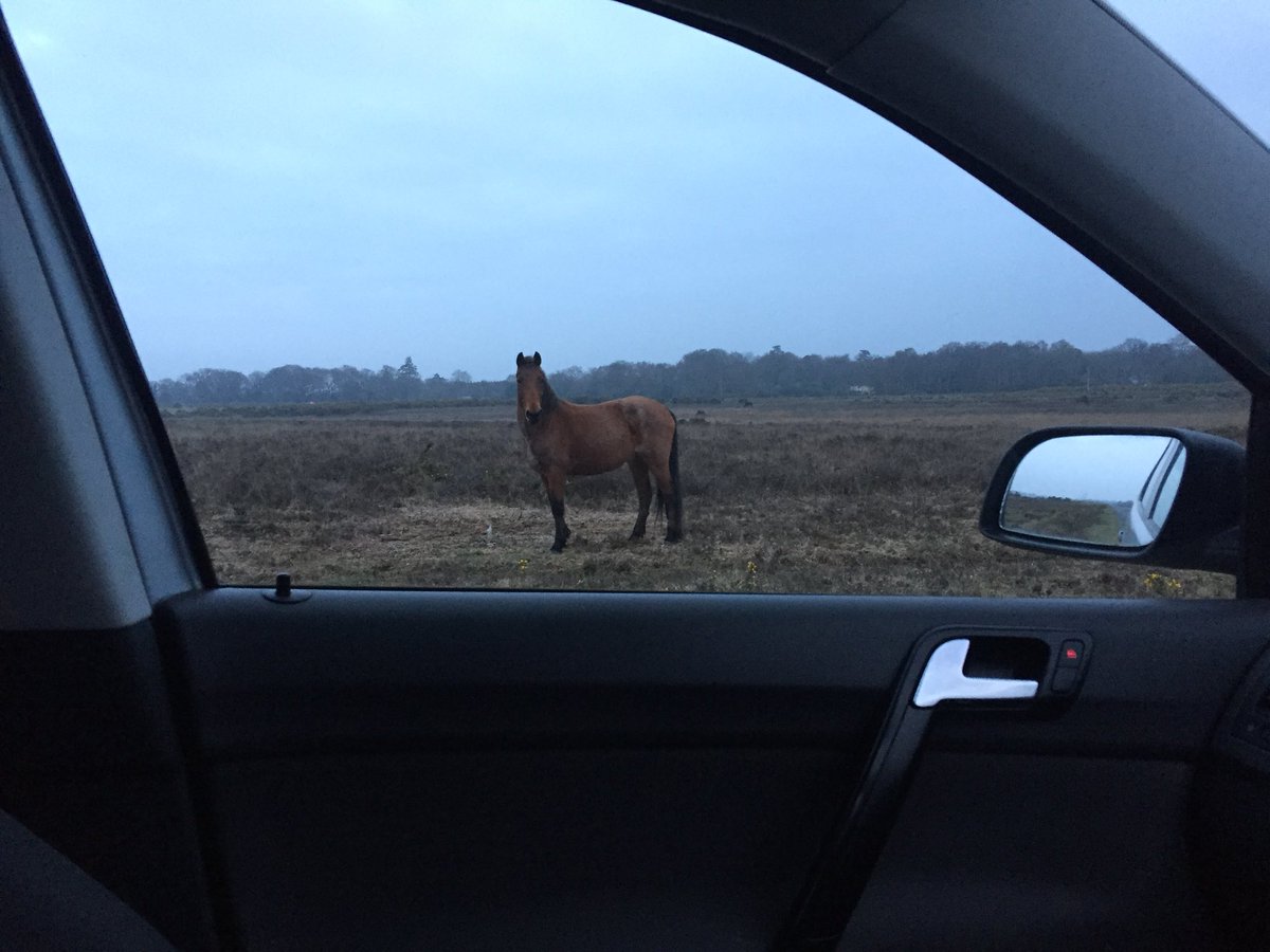 daisy_slocombe's tweet photo. It gives me shivers seeing my mare this close to the road this evening.... PLEASE add JUST 3 minutes to your journey to help keep ‘’Thyme’’ safe. 3 minutes can save a lot of damage to your car and Thyme! #add3minutes #DRIVESLOWTOSAVETHYME ⏰⏱⏲🚗👀 https://t.co/haCyJsyk0T