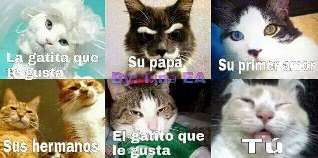 sergat0's tweet image. Solo diré miau 😽