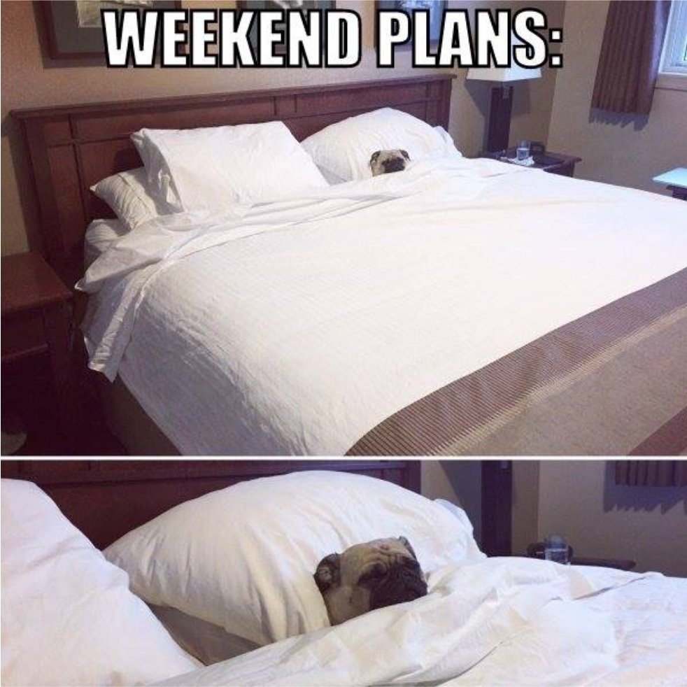 GlassEyeScreens's tweet photo. What are yours? #gesw #workhardplayhard #Fridayvibes #whatthepug https://t.co/cgqh5a0apZ