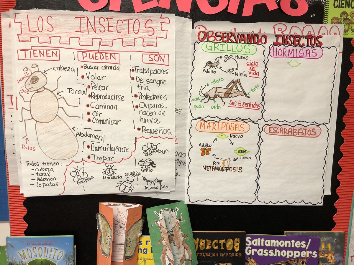 sharainfallad's tweet photo. When learning turns into the perfect salad: insects on science, research process for ELA &amp; using recyclable items for earth day month to build your insect 🙌🏼. #duallanguage #writingunit #secondgrade #crosscurricular @BES_Cowboys #bradfieldsbest https://t.co/bR8GlsYRrP