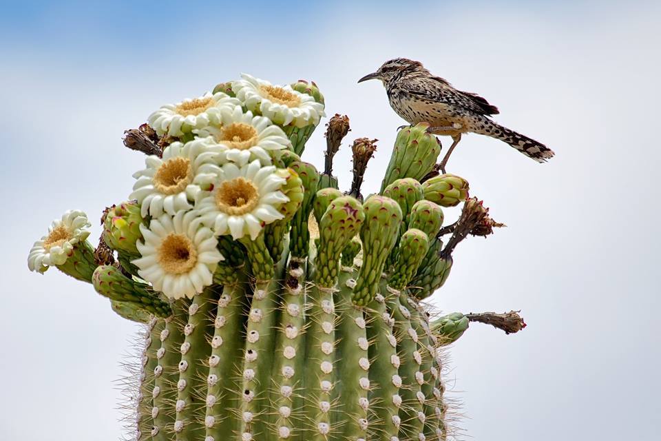Какие отношения между змеей и кактусовым сычом. Карнегия гнездо. Цветок кактуса Сагуаро. Сагуаро и птицы. Кактус Сагуаро и кактусовый Сыч.