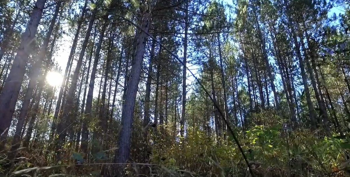 mnforestry's tweet image. Why are #mnpubliclands --including our #StateForests-- so important? Because they belong to YOU. Check out our cool new video that shows how forests benefit all of us. bit.ly/2GWmJHr  @Nature_MN @MN_Forest_ind @MNMasterNat @ATVAM @MNHorseCouncil @d23_armca @MW4WDA