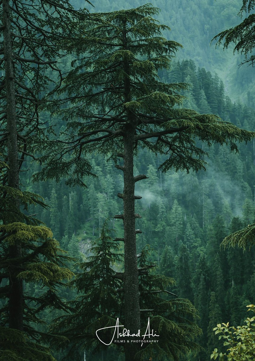 ashhadali92's tweet photo. Let me feel the moment of liveliness! 
Reshian, Kashmir

#Kashmir #BeautifulPakistan #beautifuldestinations #photography #ashhadaliphotography #Reshian #Nature #landscape #fineart #photooftheday #travel #travelblogger #naturelovers #beautifulplaces #PhotographyIsArt https://t.co/911kmnCGfo