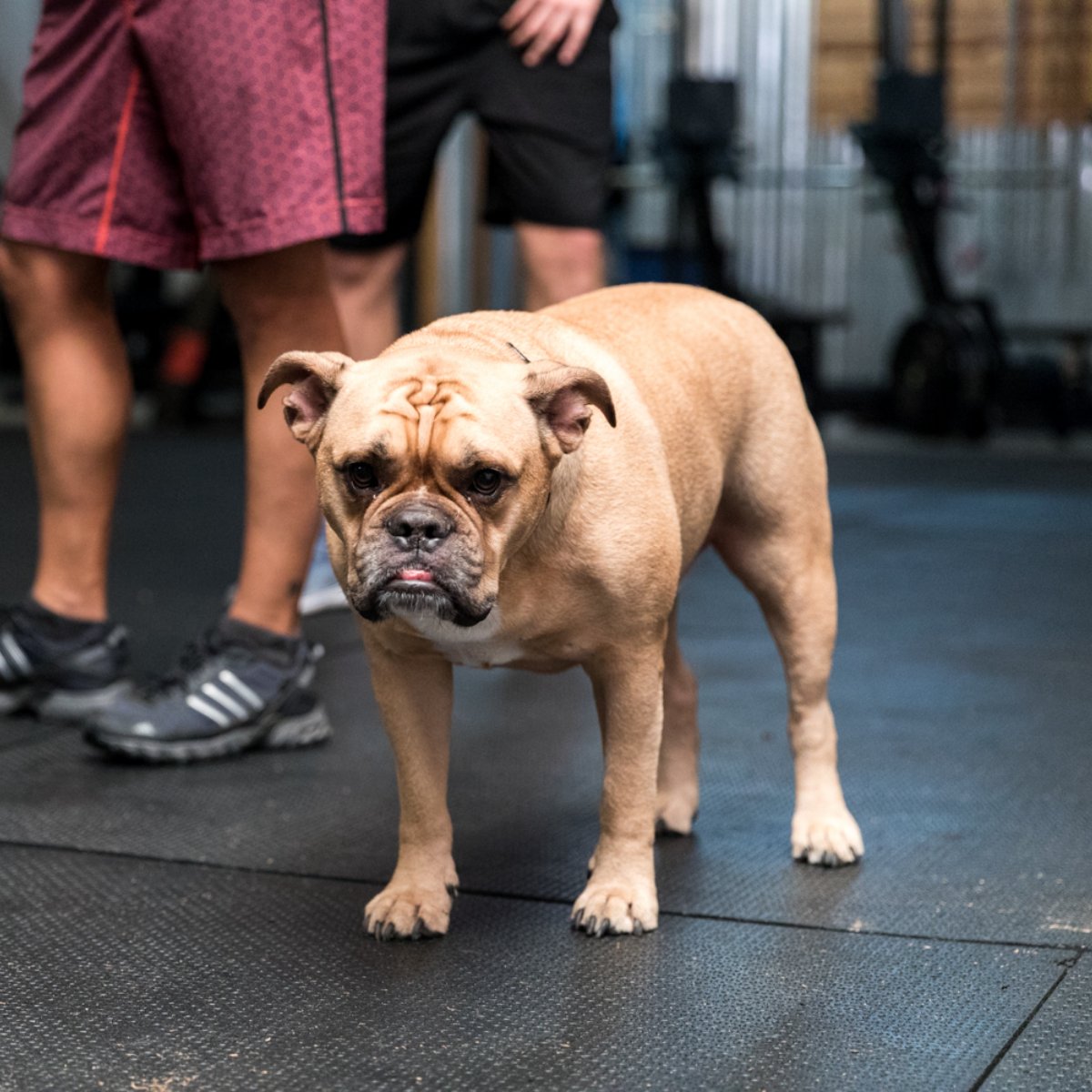 TitanEvolutionA's tweet image. Who's a good boy? #dogs #fitdogs #local #atx #smallbiz #gym #gymdog #strength