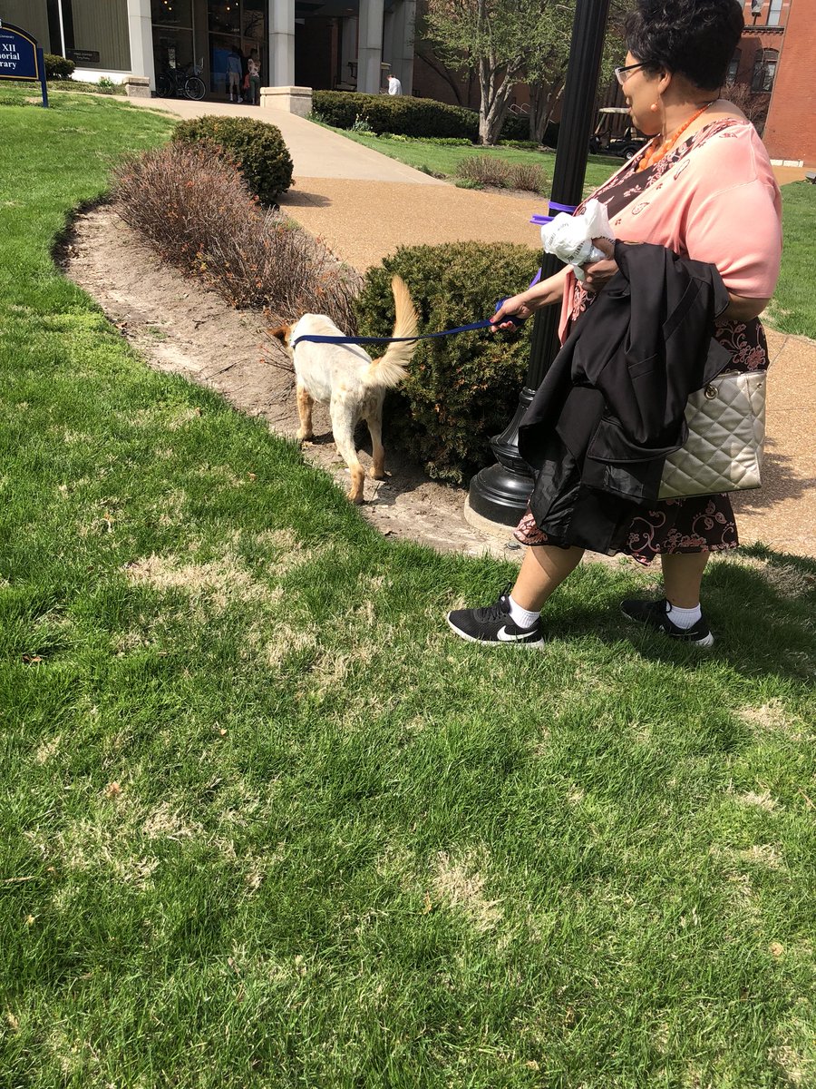 profjcsmith_slu's tweet photo. #drsmithsdogs #dogsofslu https://t.co/wBtxwruV5Y