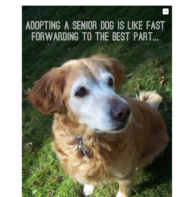 WeLoveDogsUSA's tweet photo. Please don't let a dog's advanced age deter you from adoption. It is heartbreaking to part with a beloved pet. I have been through it, and my dog is now a senior. So I think about it often. But our relationship is now sweeter, more rewarding, and more fun than ever before! https://t.co/x832xmuOp3