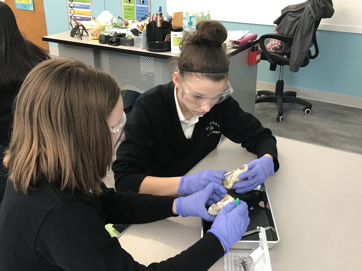 MsProctorMath's tweet image. Our sheep heart dissection in #7Science today was incredible! Students were able to identify the atria and ventricles as well as see how the valves connect the two! Many student were also able to travel through the aorta using their probes! @StPatsYorktown #CatholicEducation