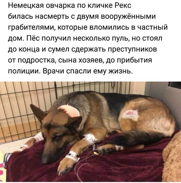 Невероятно, но Факт! (@best_fact) on Twitter photo 