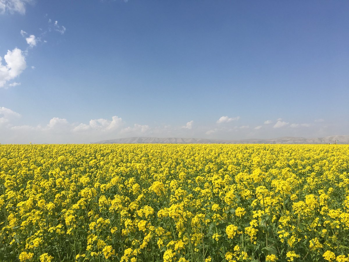 HDogancukuru's tweet photo. Bu yıl rengimiz sarı.  @asyalale @covercrops https://t.co/dgRFtXaEiZ