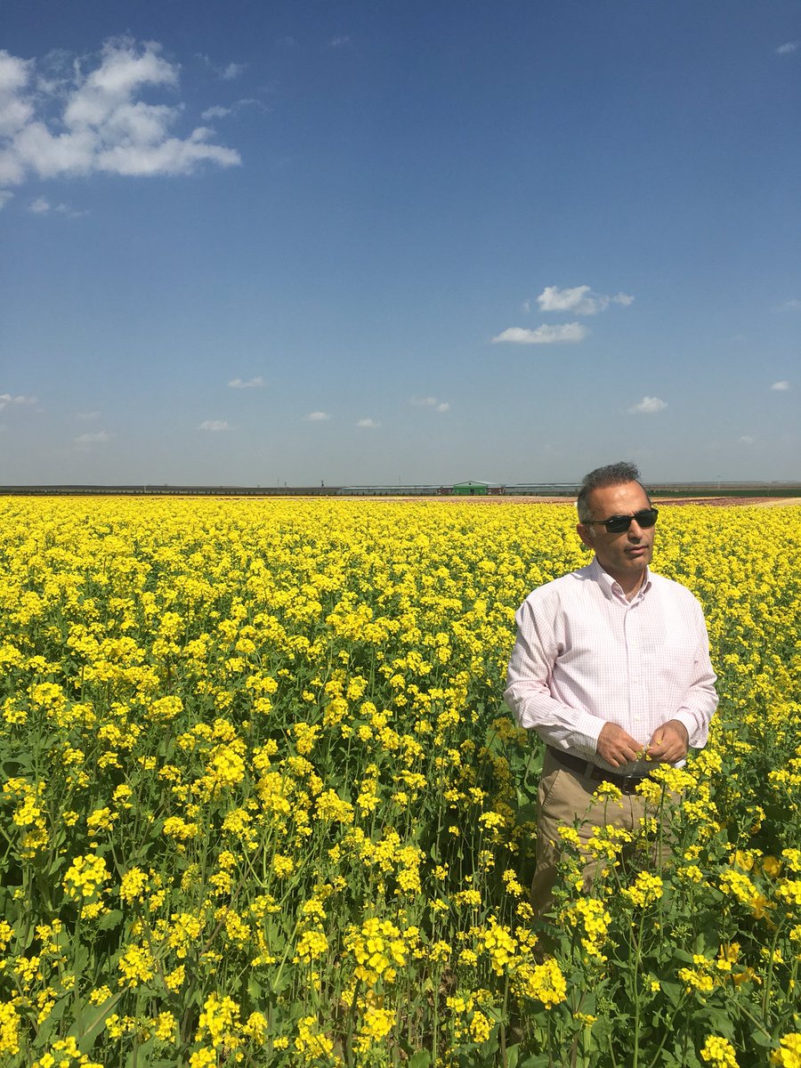 HDogancukuru's tweet photo. Bu yıl rengimiz sarı.  @asyalale @covercrops https://t.co/dgRFtXaEiZ