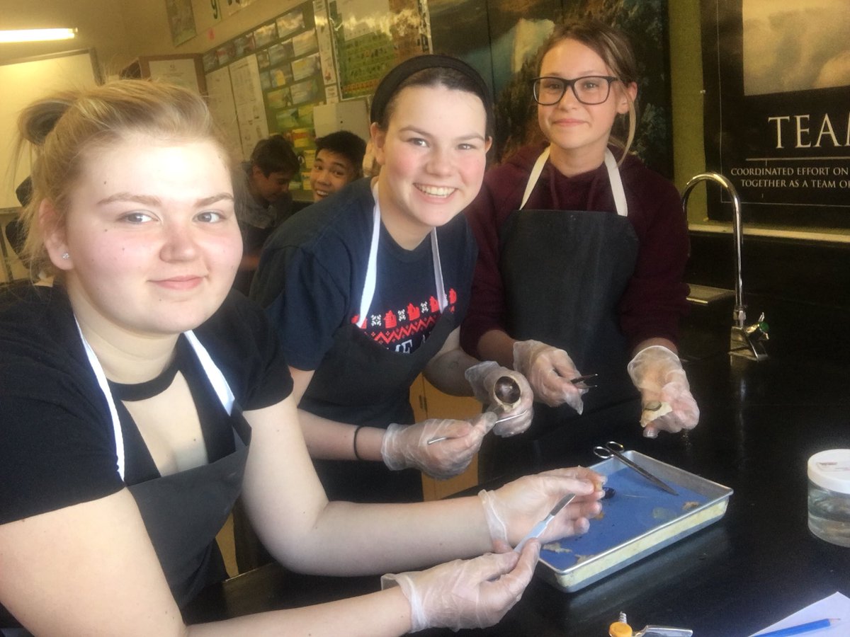 StHelena_CCSD's tweet photo. And 8D dissecting horse eyeballs today in #science 🔬 👁 #lightandoptics https://t.co/SkXrdw8UQd