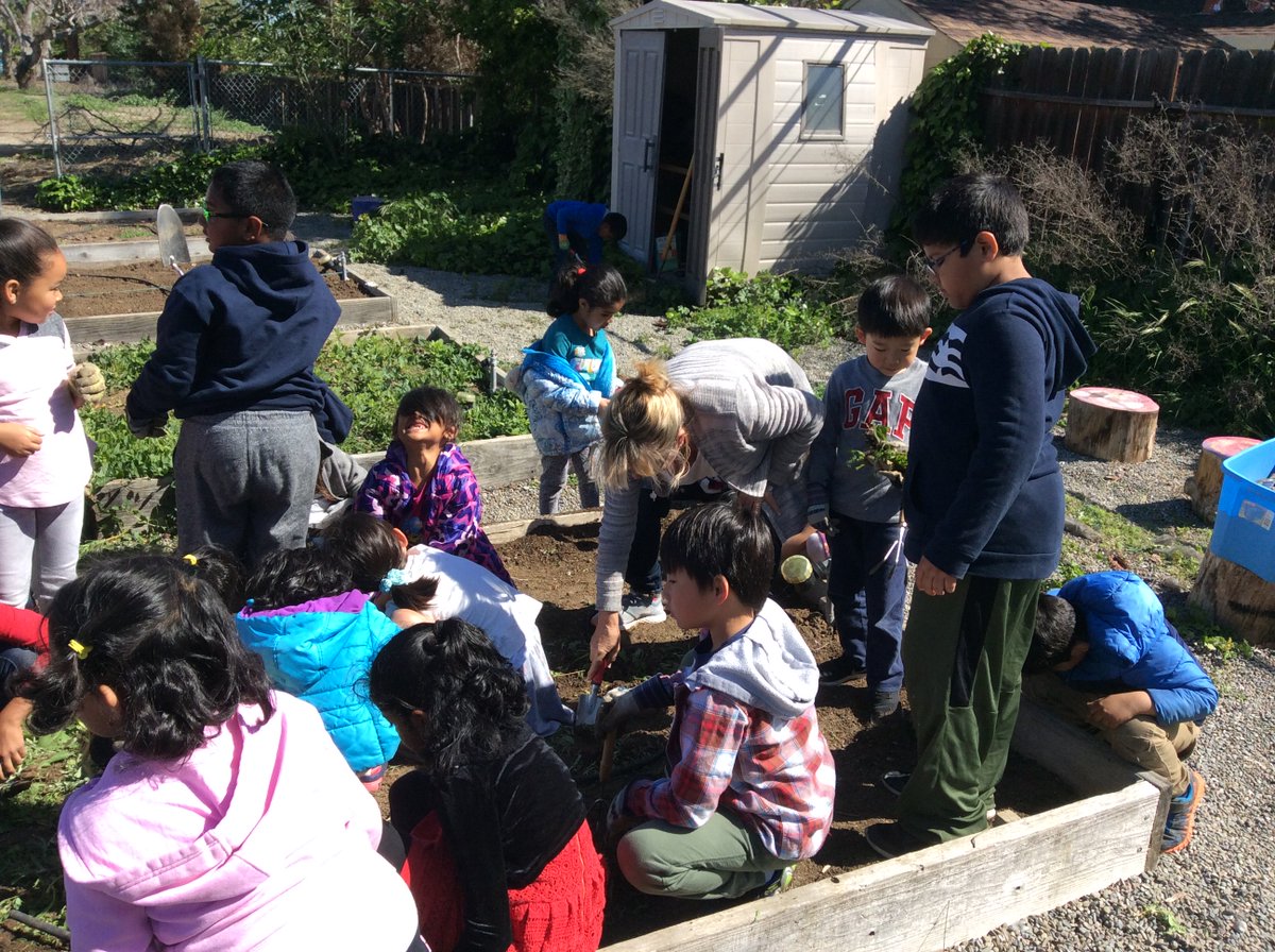 Teacher_Roberts's tweet photo. Rm 1 TK and Rm 24 2nd grade buddies learning about plants while working and planting in the garden. #dvlions  #matsisheteach https://t.co/Jx9va3KdrR