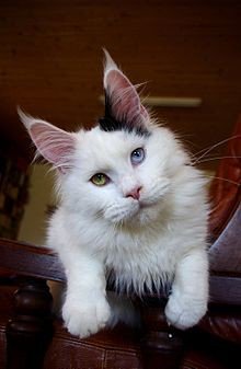 healthypetsyste's tweet photo. Being #Flea #Free Is Not That Hard. Keeping your #cat and #home #fleafree, is not that hard and there are plenty of ways for achieving this.
https://t.co/XCzwh9dzyp https://t.co/LLGH7V3z8S