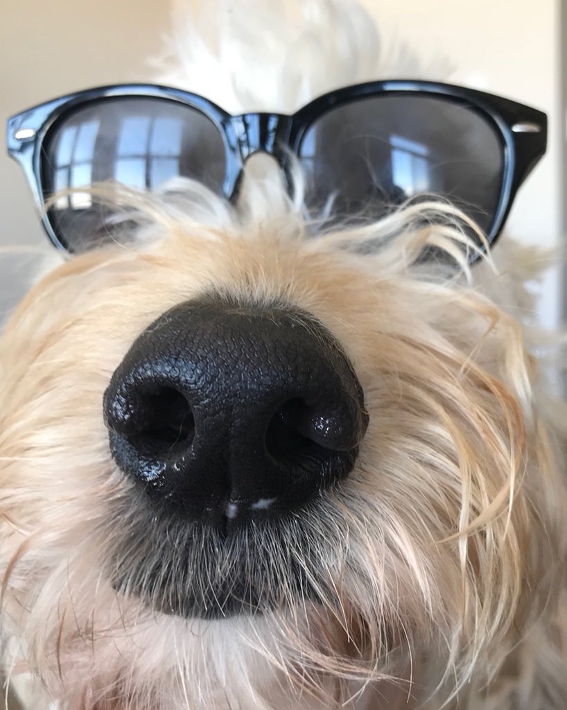 ParkertheGoodle's tweet photo. Supper happy for some spring weather. #gotoutmysunglasses #Finally #goldendoodle https://t.co/PlHB7j9ZoV
