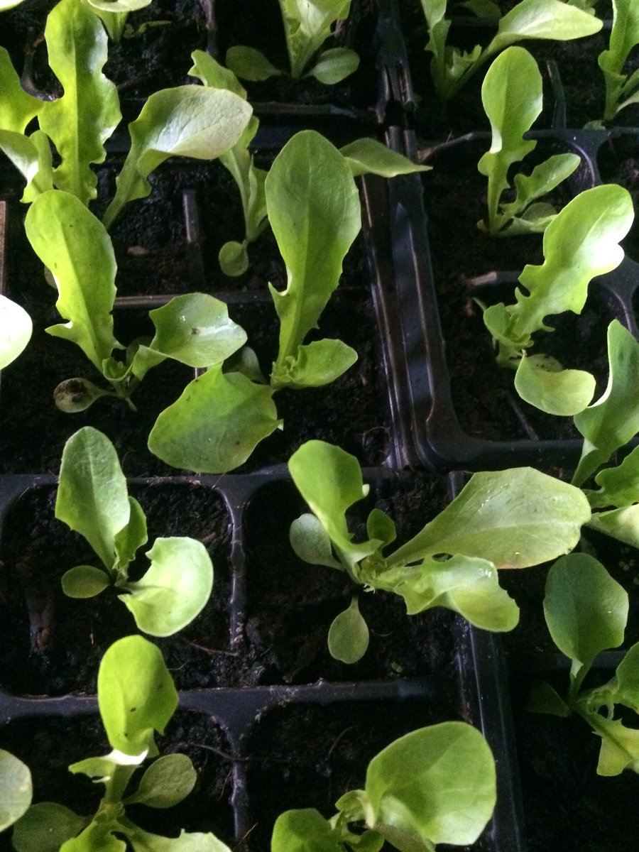 See you at Belper farmers market tomorrow, veg, veg plants and herbs available see you there with <a href="/NewCloseFarm/">Ginger Butchers</a> #hopingforsun#buylocal