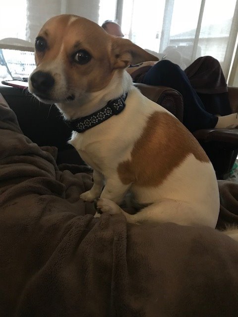 All internet research ultimately leads to guilty dog videos. #amwriting #doglife