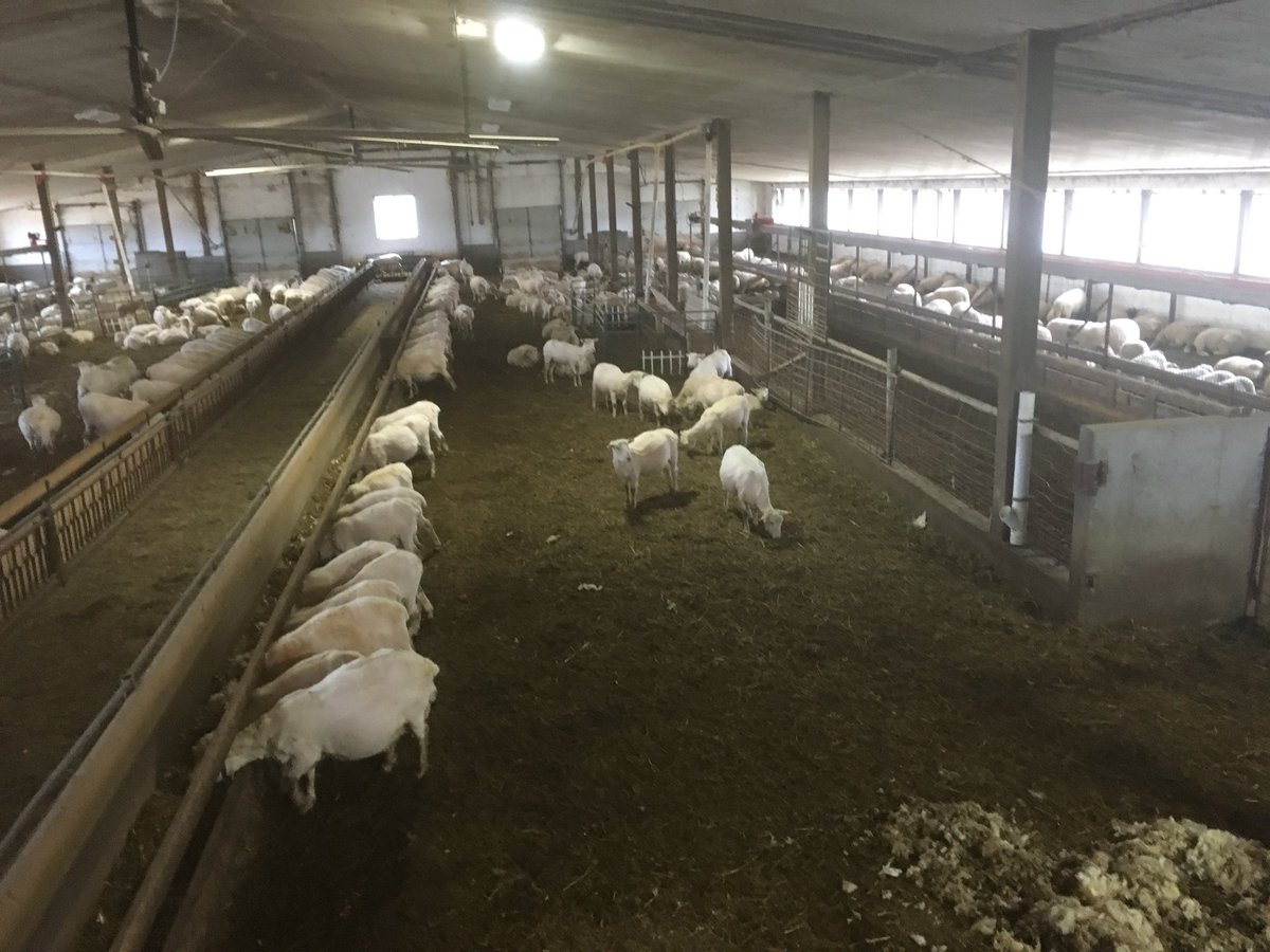 Romy Schill On Twitter Whats The Layout Of Your Barn Like