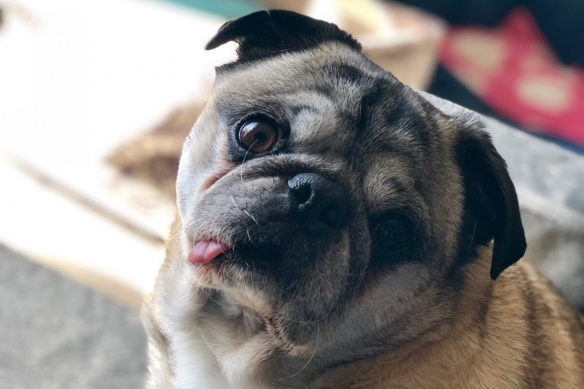 dog_rates's tweet photo. This is Percy. A few weeks ago he started having trouble eating, which was very concerning because food is like his only passion. It turns out he has a broken jaw, but he’s still 13/10 and you can help him out by clicking below

https://t.co/z3MoRRIYbU https://t.co/Uhb2CaUb6y