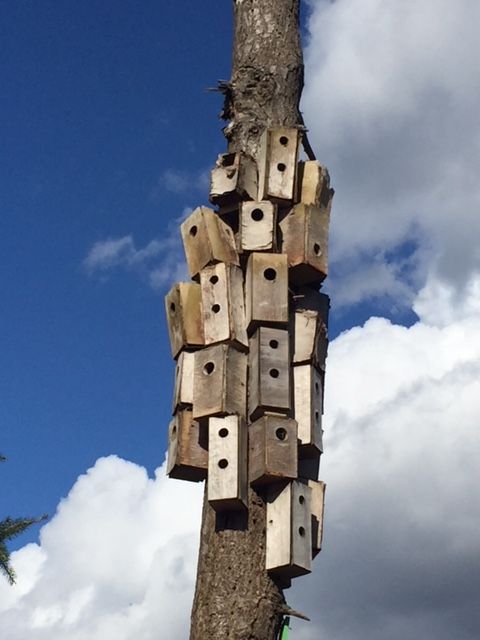 northwestcoastc's tweet image. Sights along Vancouver Seawall walk...including the bluest sky! 
#VancouverSeawall #VancouverSpring