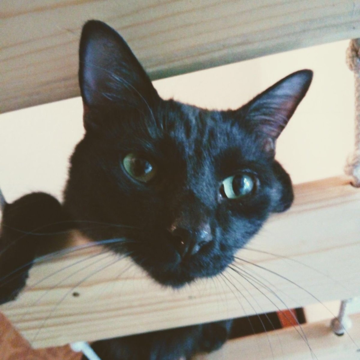 CatfecitoGazzu's tweet photo. Nuestro capitán Higo los espera hoy para tomar un rico cafecito #Catfecito #gatogazzu https://t.co/ppBW0w3C9U