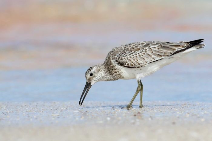 collinsgeogNGS's tweet photo. The importance of INTERTIDAL WETLANDS - Conservationists plot a food drop to save migratory shorebirds from starvation https://t.co/fahBzZXPmA https://t.co/P3uZei1Pf4