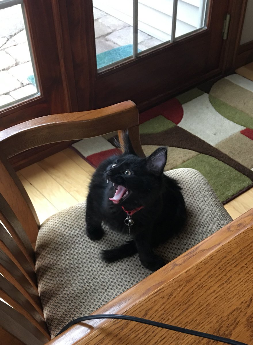 schumannchelsey's tweet photo. @CalebLyons24 caught our baby mid-yawn and idk why I can’t stop laughing https://t.co/PYDyN49tQX