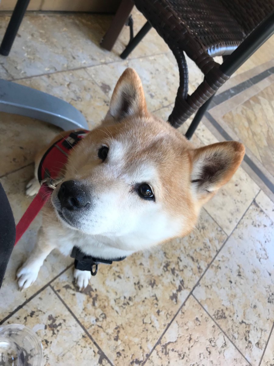 GingyPup's tweet photo. Momma and I are out on an adventure ☺️🐶❤️ https://t.co/tlB8dwdhYI