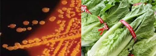 FDAfood's tweet photo. OUTBREAK: FDA’s investigation finds that chopped #romaine lettuce from Yuma AZ region likely source of ongoing #EColi O157:H7 outbreak that sickened 35 people. No specific brands identified yet, FDA continuing to investigate. https://t.co/GwycyvuIrW https://t.co/aEuyAMjScy