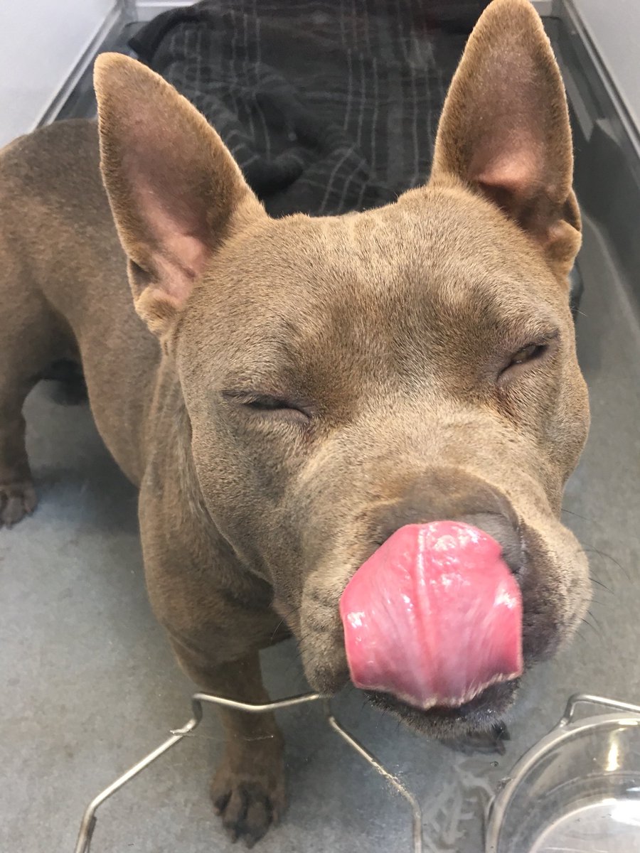 814silver's tweet photo. Managed to photograph an excellent mlem from Precious @WagsandWalks today! #AdoptDontShop @dog_rates https://t.co/Md6ULSAEla
