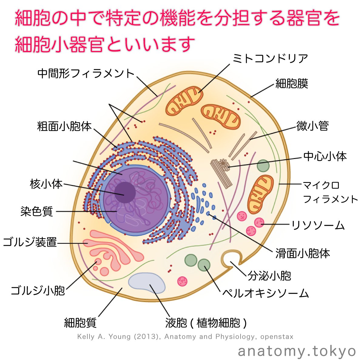 覚え方 細胞小器官