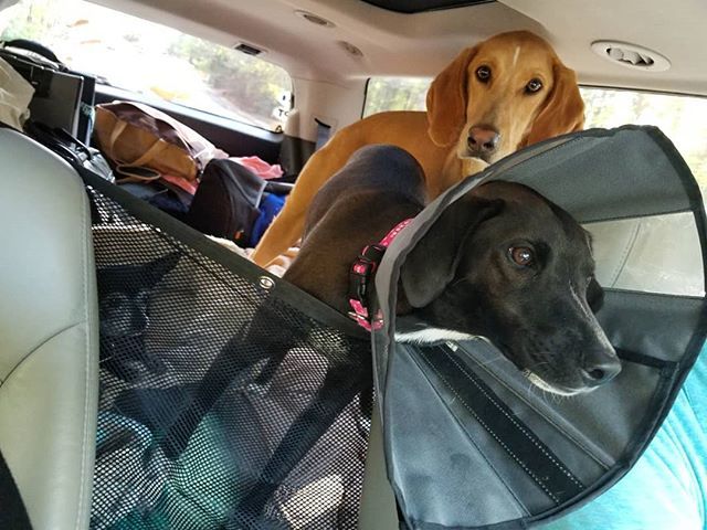 teddythespazman's tweet photo. Just took off for Charleston for some R&R. Violet remembered all the yummy food there so she strapped on her personal food funnel. The student has become the teacher.
#charleston #dogroadtrip #foodfunnel #sensai #dogvacay #yogi_the_tripawd_chi https://t.co/9RLrUdjzlz https://t.co/yfiYdFQhYs